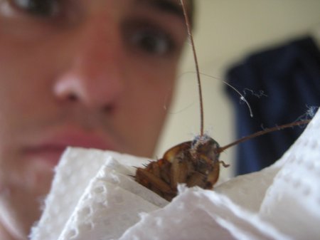 Убитый таракан