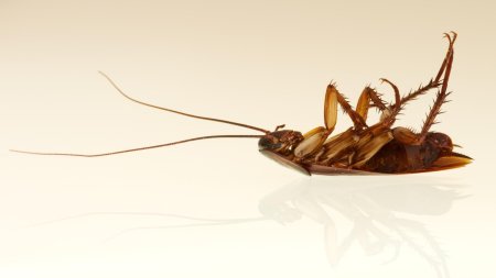 Дохлые тараканы