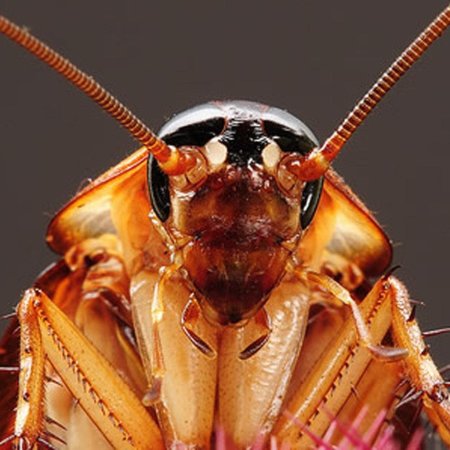 Таракан прусак кукарача