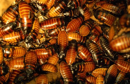 Мадагаскарские тараканы