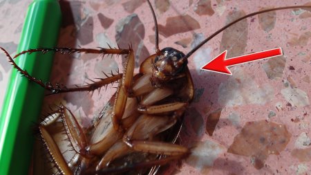 Таракан таракан