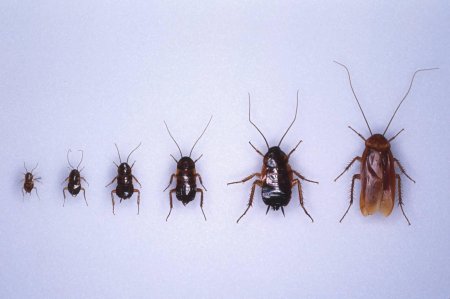 Нимфа прусак таракан прусак