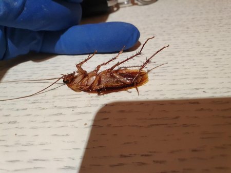 Таракан в квартире