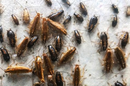 Нимфа прусак таракан прусак