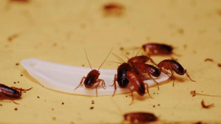 Нимфа прусак таракан