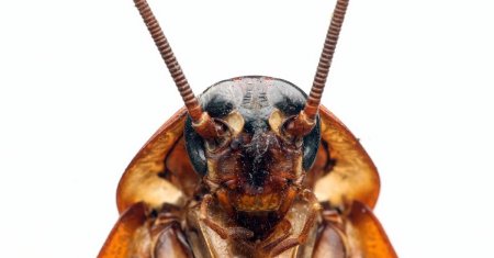 Американский таракан periplaneta americana