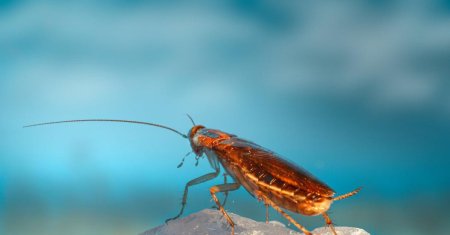 Американский таракан periplaneta americana