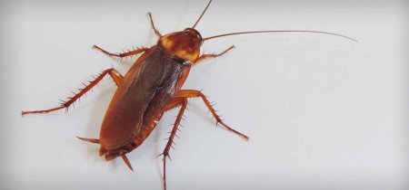 Американский таракан periplaneta americana