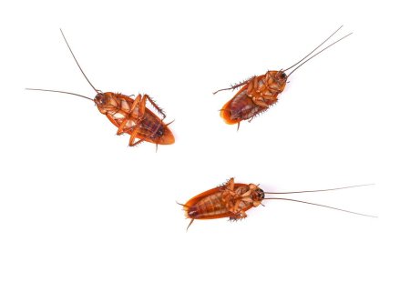 Таракан на белом фоне