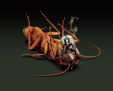 Таракан таракан