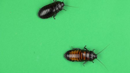 Таракан мадагаскарский