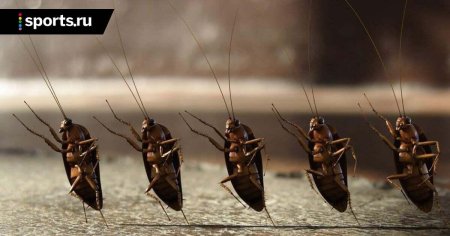 Народное средство от тараканов