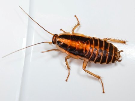 Нимфа прусак таракан прусак