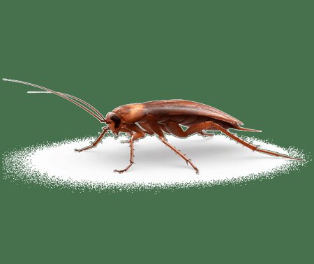 Таракан на белом фоне