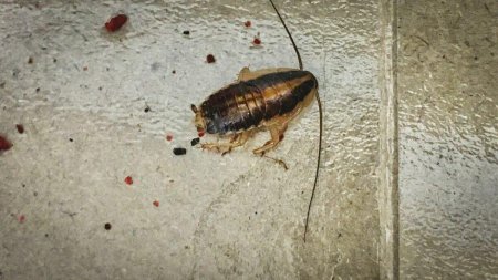 Таракан блаптика дубия