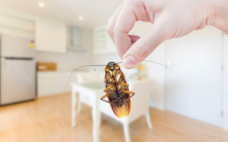 Таракан на кухне