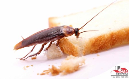 Таракан прусак