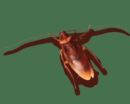 Американский таракан periplaneta americana