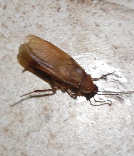 Нимфа прусак таракан прусак