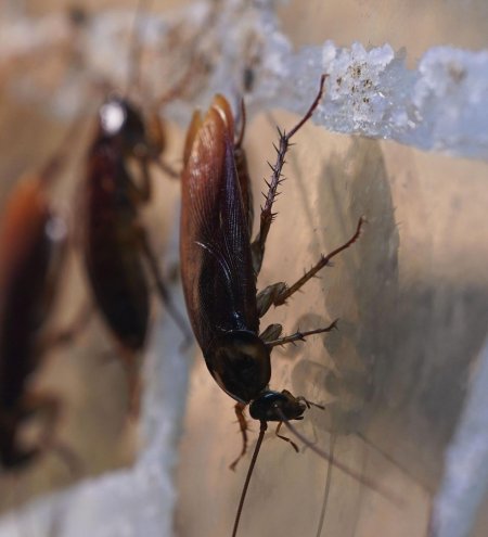 Таракан таракан