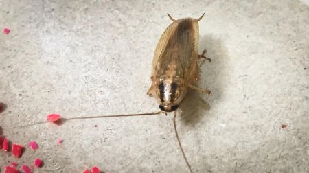 Нимфа прусак таракан прусак