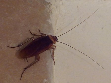 Американский таракан periplaneta americana