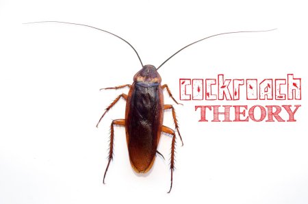 Рыжие тараканы