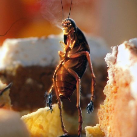 Таракан таракан