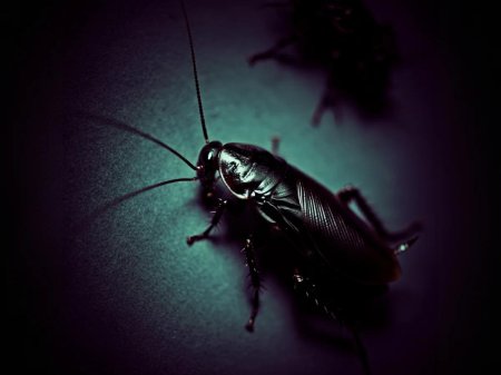 Чёрный таракан таракановые