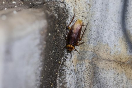 Американский таракан periplaneta americana