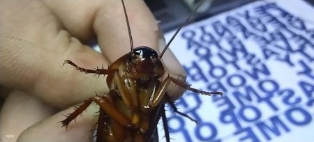 Таракан таракан