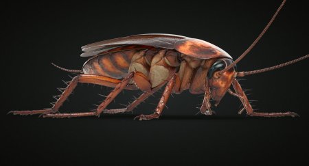 Таракан уличный