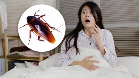 Таракан таракан