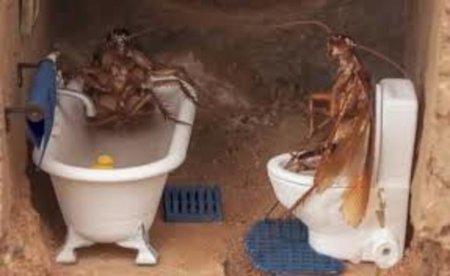 Таракан таракан