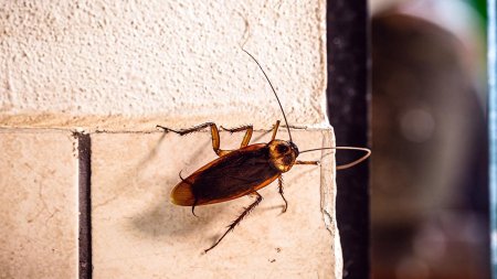 Таракан таракан