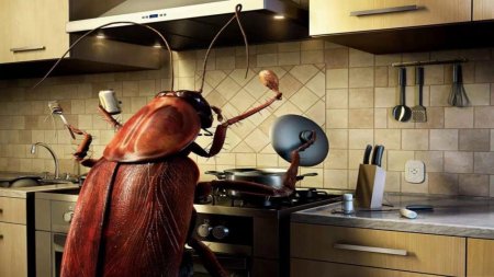 Тараканы в доме