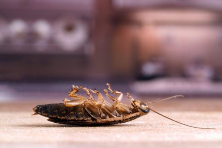 Тараканы на бали