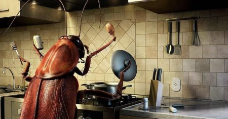 Таракан на кухне