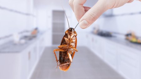 Таракан на кухне