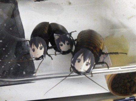 Таракан аниме