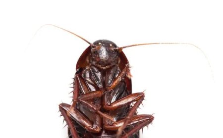 Таракан на белом фоне