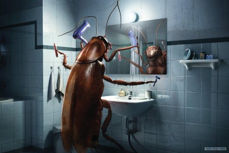 Таракан на кухне