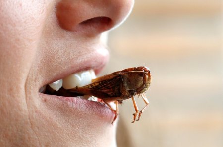 Люди едят насекомых