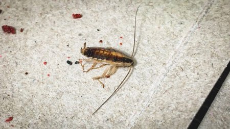 Blattella germanica таракан