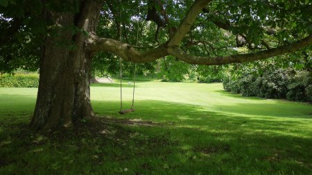 Качели на дереве