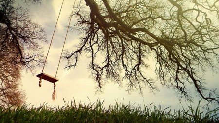 Качели на дереве