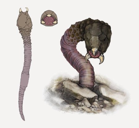 Песчаный червь днд