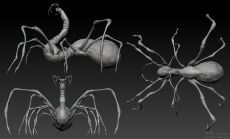 Арахнид паук