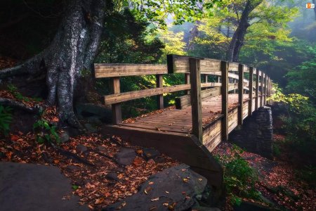 Мостик в лесу