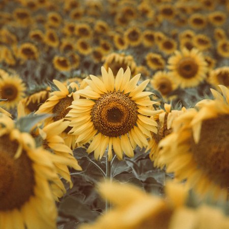 Поле подсолнухов